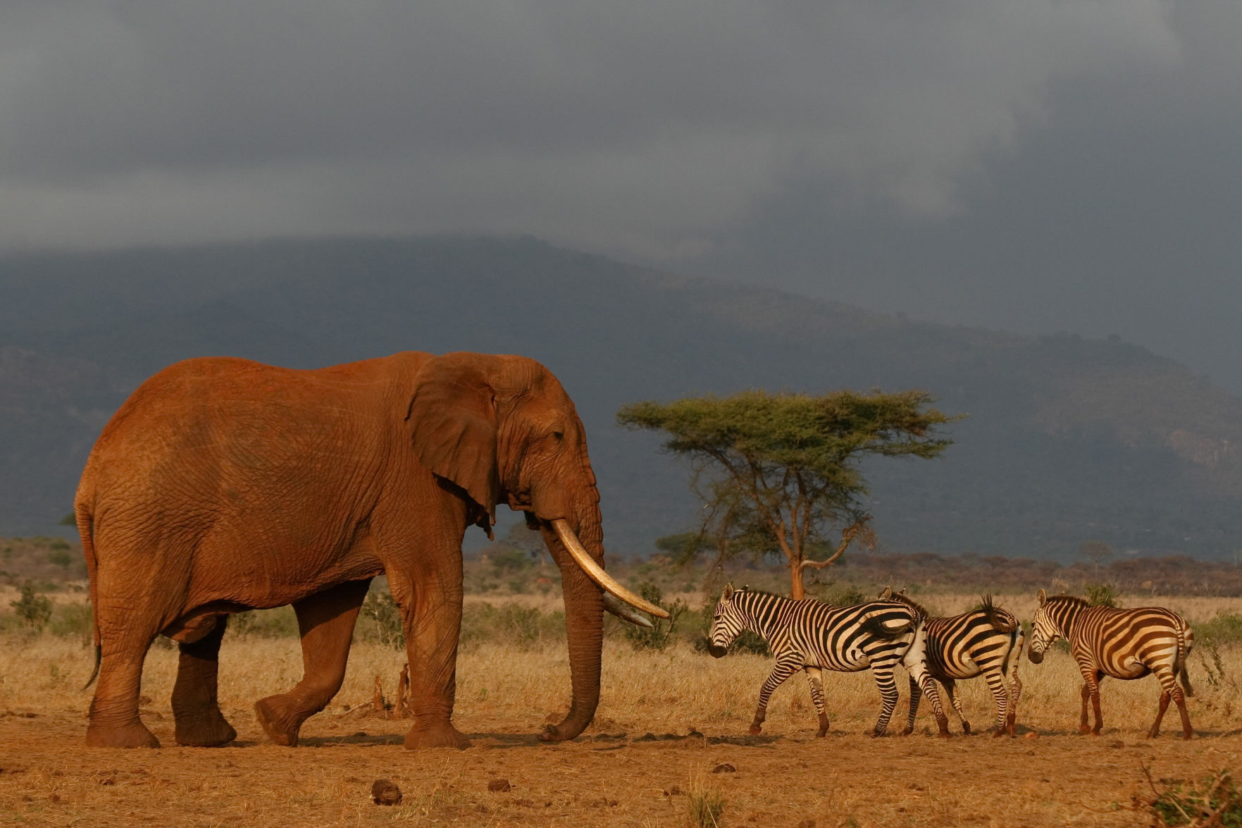 Poaching